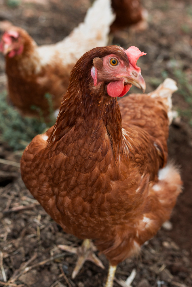 accad Farms_chicken 3
